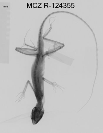 Media type: image;   Herpetology R-124355 Aspect: dorsoventral x-ray